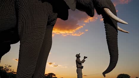 photographer captures a majestic elephant at sunset