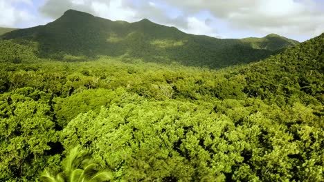 aerial view from over the rainforest to the beach