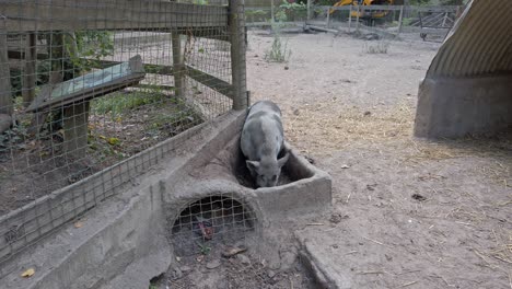 pot bellied pig wandering into concrete feeding trough, grazing within fenced farm enclosure, metal shelter standing quietly in rural background