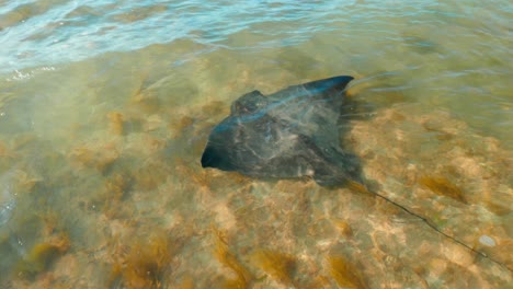 witness the graceful stingray as it moves towards the vast ocean beneath the powerful crashing waves