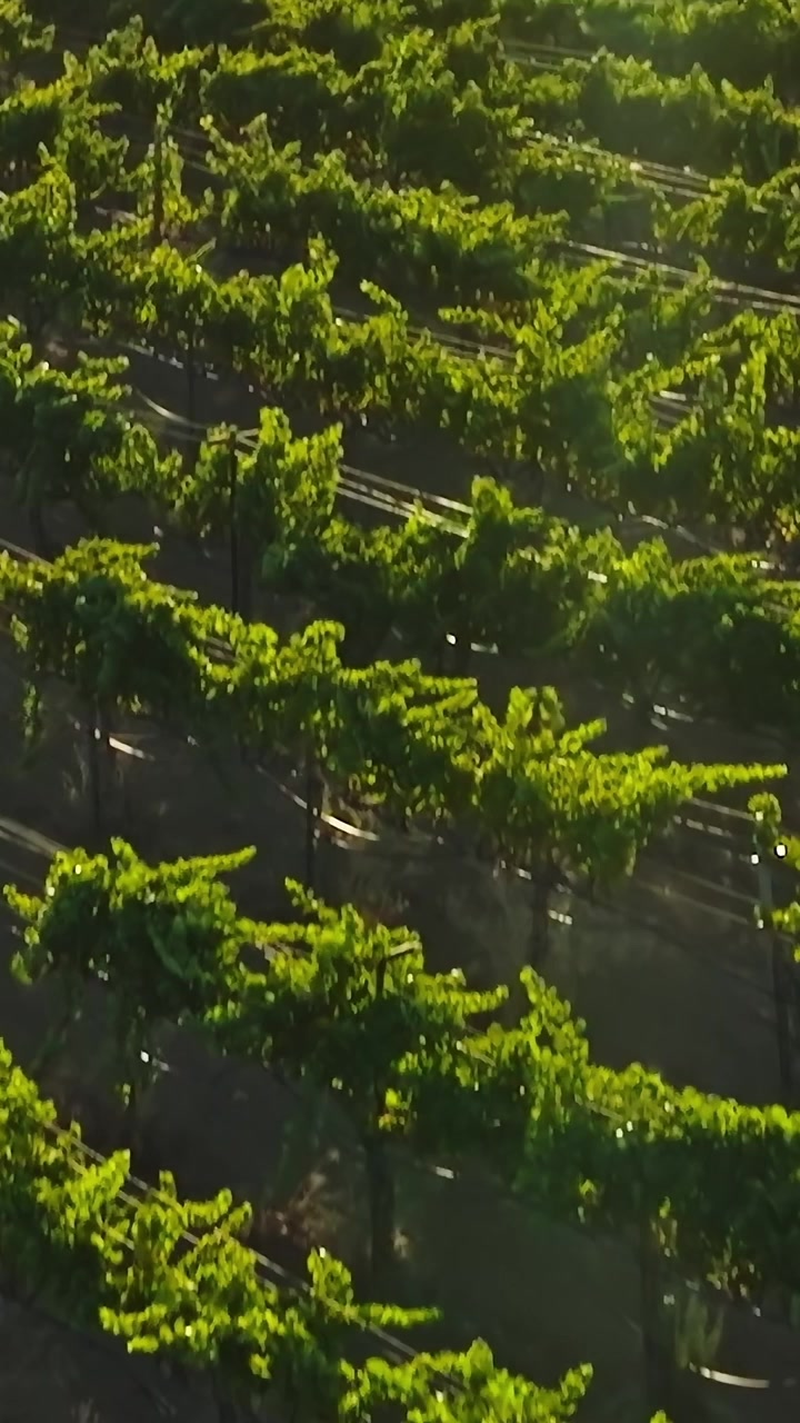 Vigneti che si estendono attraverso la Napa Valley in California di giorno