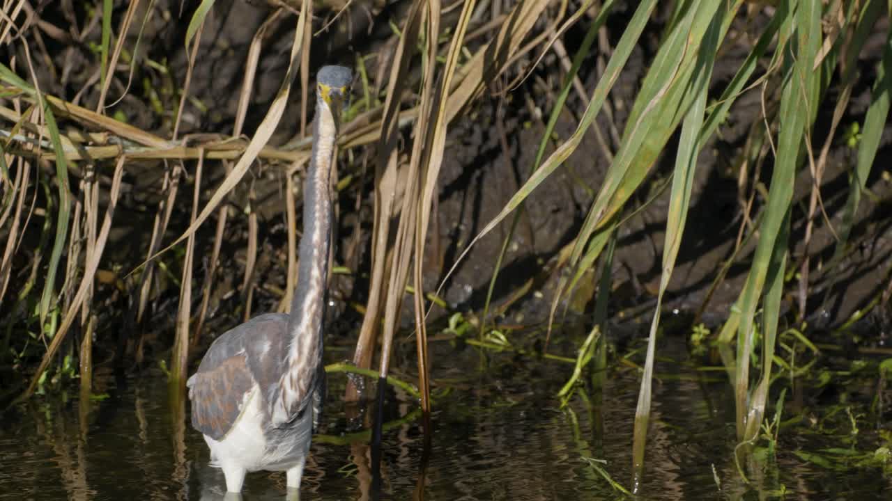 Tricolored Heron in a Wetland