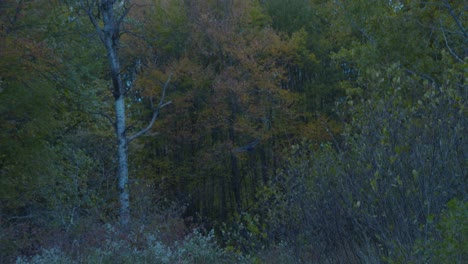 As-two-rough-legged-hawks-perch-in-a-tree-amongst-autumn-leaves,-one-swoops-off-of-its-branch-and-flies-behind-the-tree-line