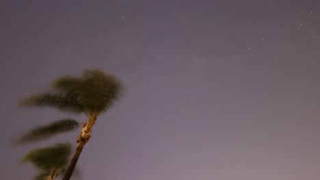 palmeras balanceándose bajo un cielo nocturno lleno de estrellas