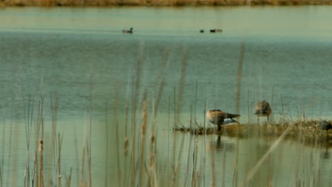 Dos-Hermosos-Patos-Pasando-El-Rato-Junto-A-Un-Cuerpo-De-Agua-O-Estanque-Relajándose-En-Un-Pequeño-Refugio-De-Aves