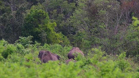 The-Asiatic-Elephants-are-endangered-species-and-they-are-also-residents-of-Thailand