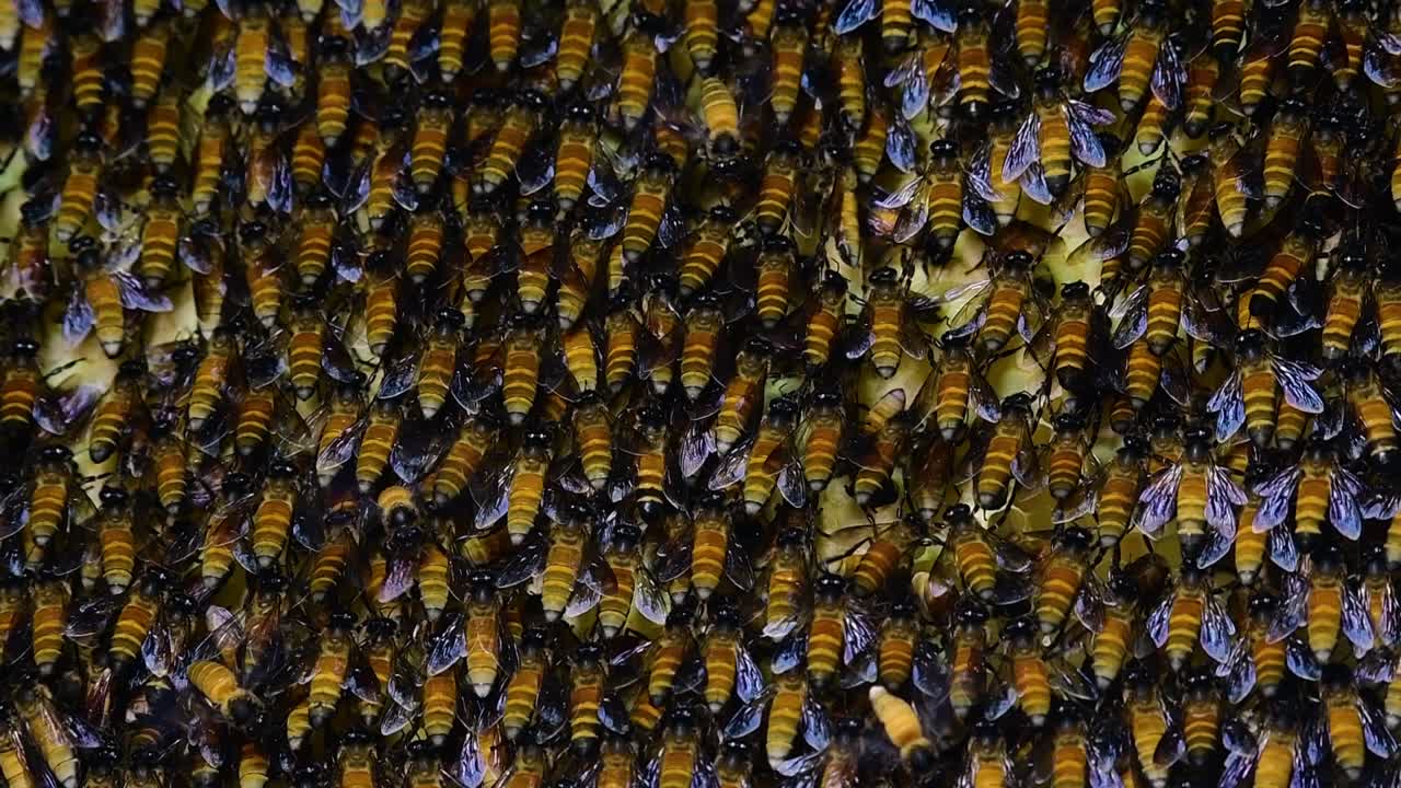 se sabe que las abejas melíferas gigantes construyen grandes colonias de nidos con bolsillos simétricos hechos de cera para almacenar miel como fuente de alimento.