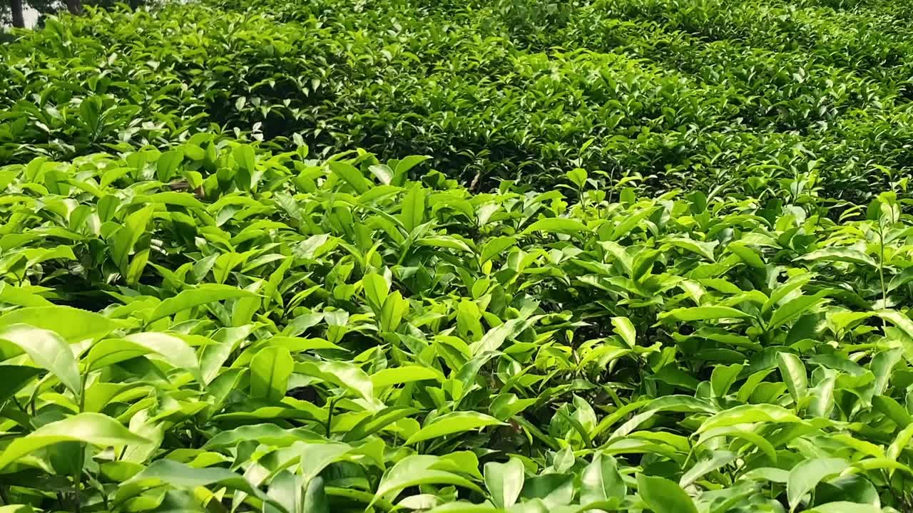 Primo piano di piante di tè con foglie verdi nella piantagione di tè Malnicherra a Sylhet, Bangladesh