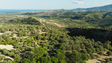 olive trees for extra virgin olive oil production in calabria in autumn