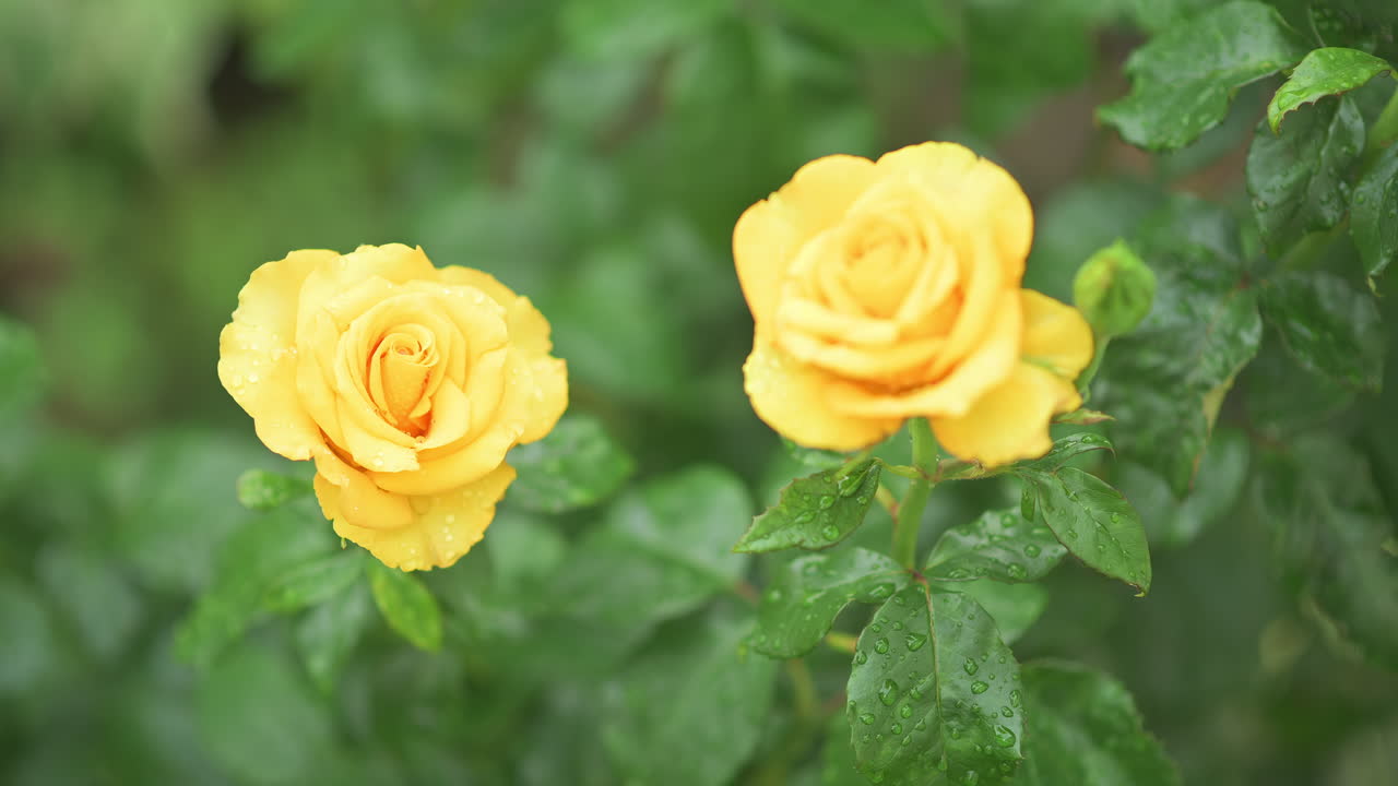 Bright yellow roses in full bloom with delicate raindrops on its petals