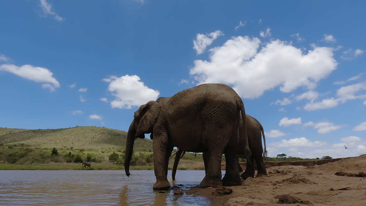 Afrikanske savanneelefanter, der drikker fra et vandhul på savannen