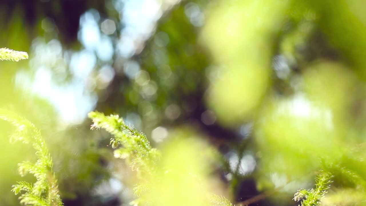 videos de hierba en la selva tropical de borneo con elementos de luz solar matutina y efectos de borrón o bokeh. este metraje con movimiento suave de la cámara.