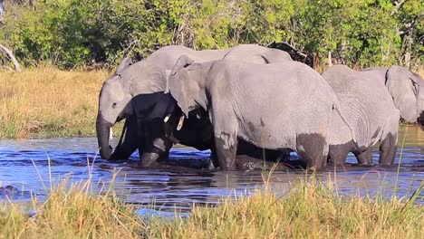 un pequeño grupo de elefantes disfruta del pozo de agua en un caluroso día africano.