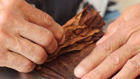 demonstration of production of handmade tabaco cigars