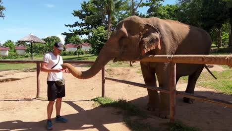 un hombre está alimentando a un elefante gigante con sandía