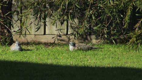 Crested-Pigeon-Cleaning-Grooming-Feathers-Sat-On-Grass-In-Garden-In-The-Sun-Daytime-Australia-Gippsland-Victoria-Maffra