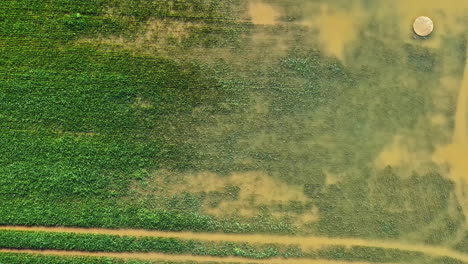 drone video of crop field with drainage well and muddy tracks during golden hour