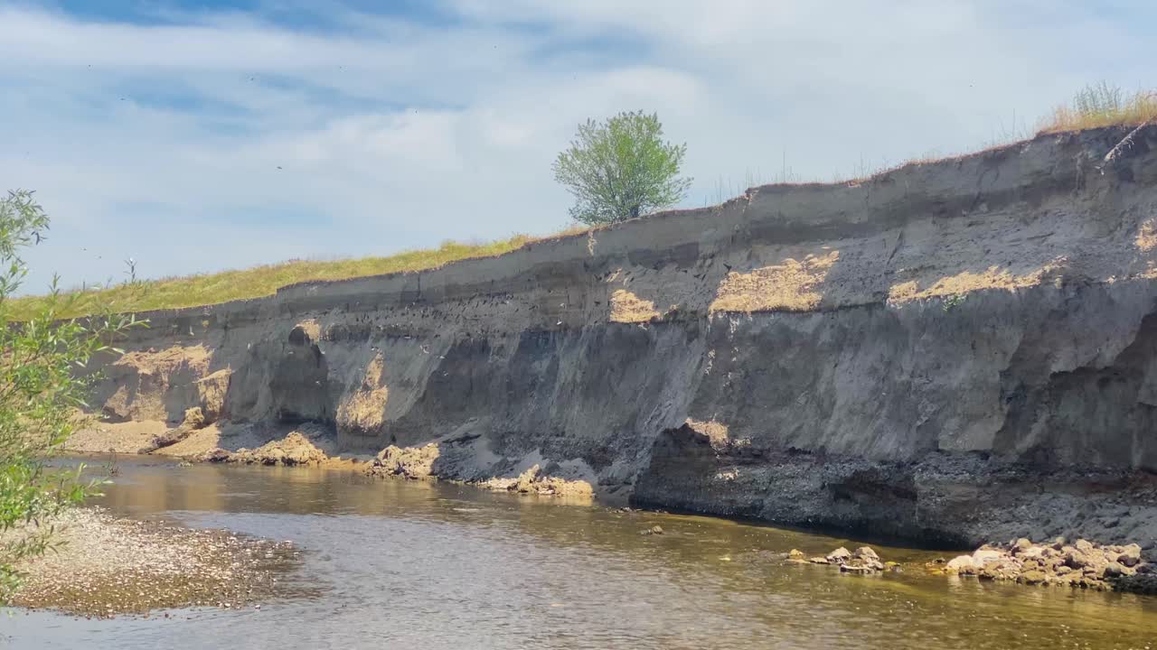 Active colony of swallows on the river bank