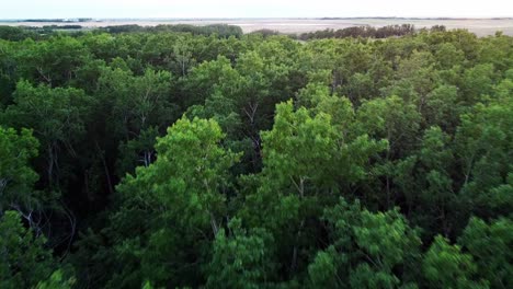 Drone-flight-over-lush-green-forest-in-Canada