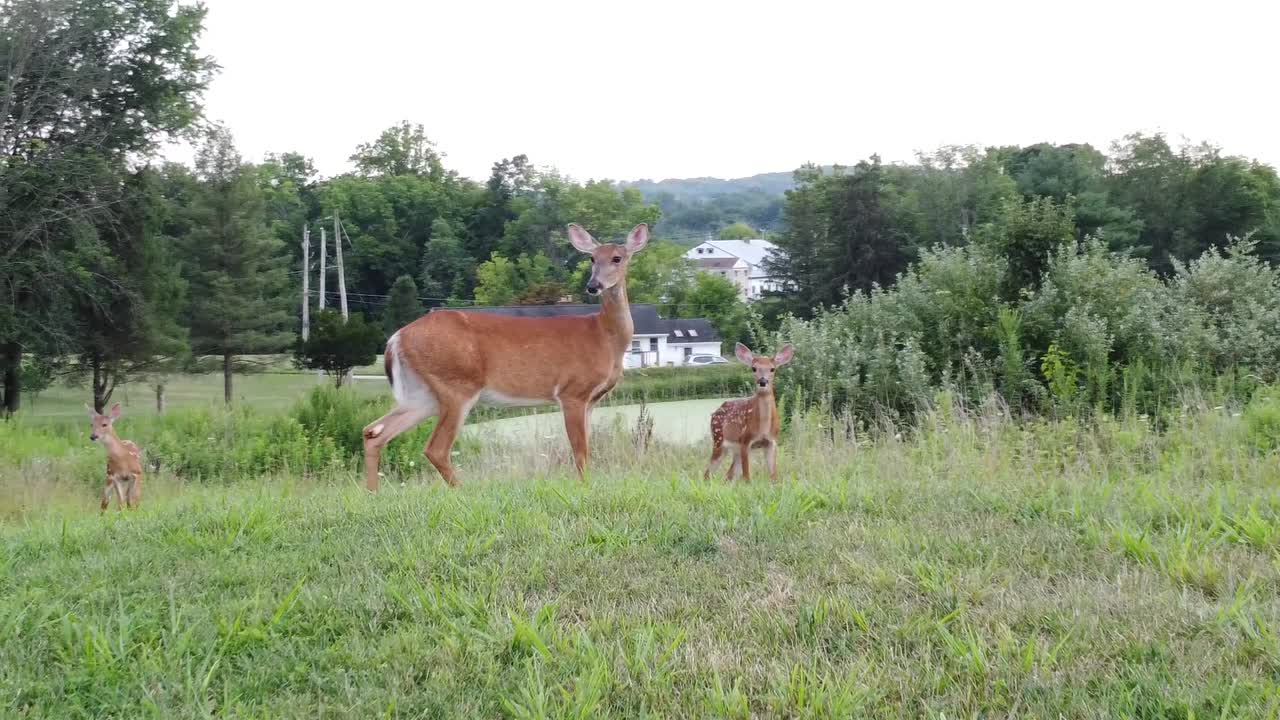 олень гуляет в высокой траве на природе возле леса