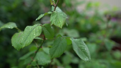 Video-shot-leaves-after-rain