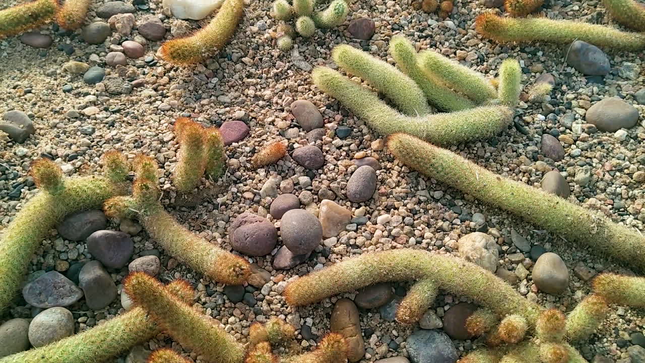 Cactus Mammillaria elongata che cresce su terreno sabbioso con piccoli ciottoli. Motivo di pianta succulenta del deserto che mostra la natura resistente alla siccità, texture da giardino botanico e ambiente naturale.