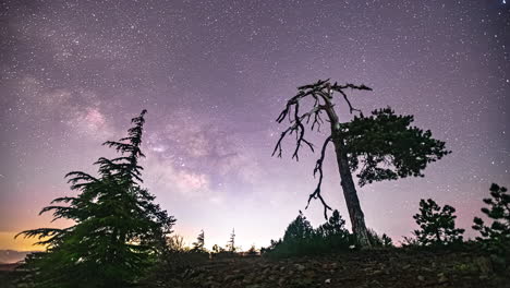 a beautiful shot of the milky way against an old pine tree