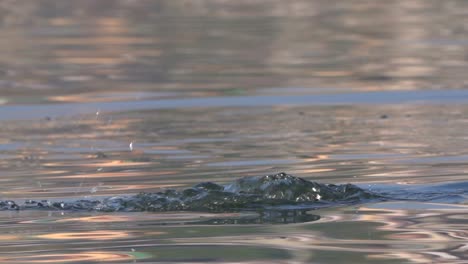 Un-Gran-Cormorán-Sumergiéndose-En-Un-Lago-Para-Ir-A-Pescar