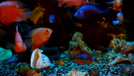 exotic fishes in an aquarium