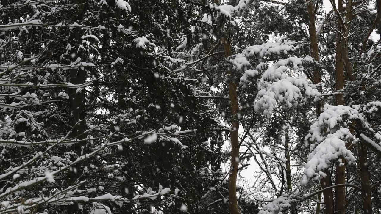 Snow-covered forest