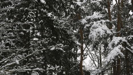 Bosque-Cubierto-De-Nieve