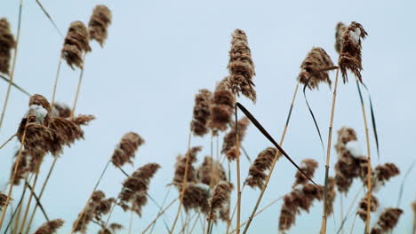 winter reeds