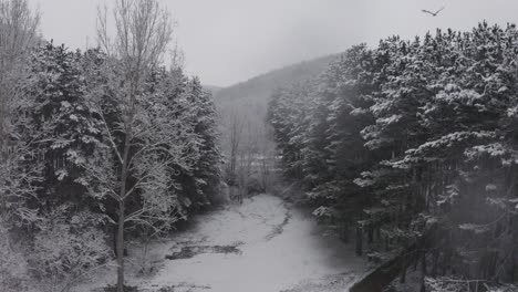 Bewölkter-Und-Schneitender-Tag-Am-See,-Drohnenstoß-Durch-Bäume-Mit-Vorbeifliegenden-Vögeln