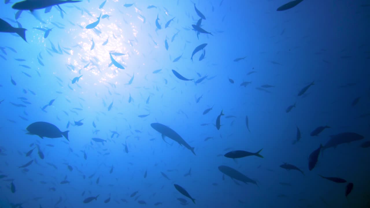 주위를 헤엄치는 물고기의 실루엣의 슬로우 모션 샷