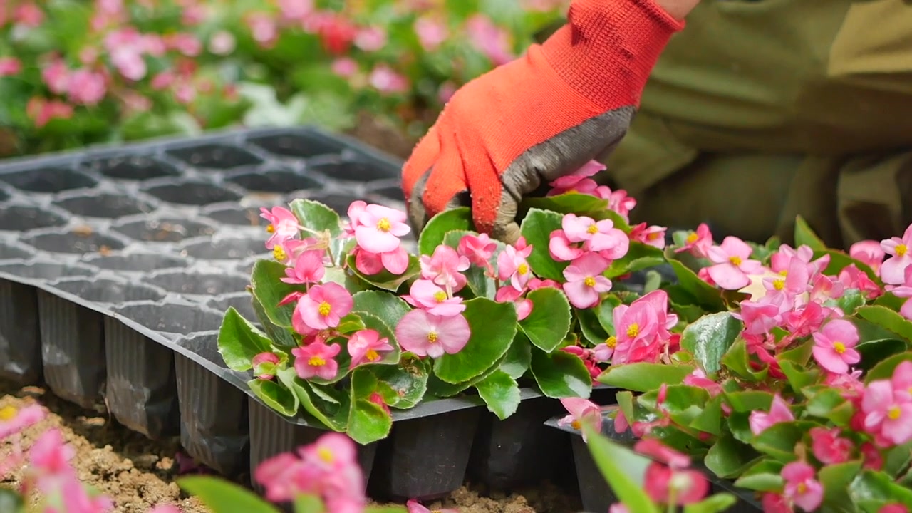 温室のトレイにピンクのベゴニアの花を植え付ける園芸家