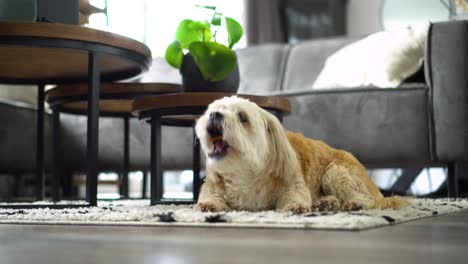 el perro shih tzu boomer se sienta en la alfombra de la sala de estar masticando una golosina