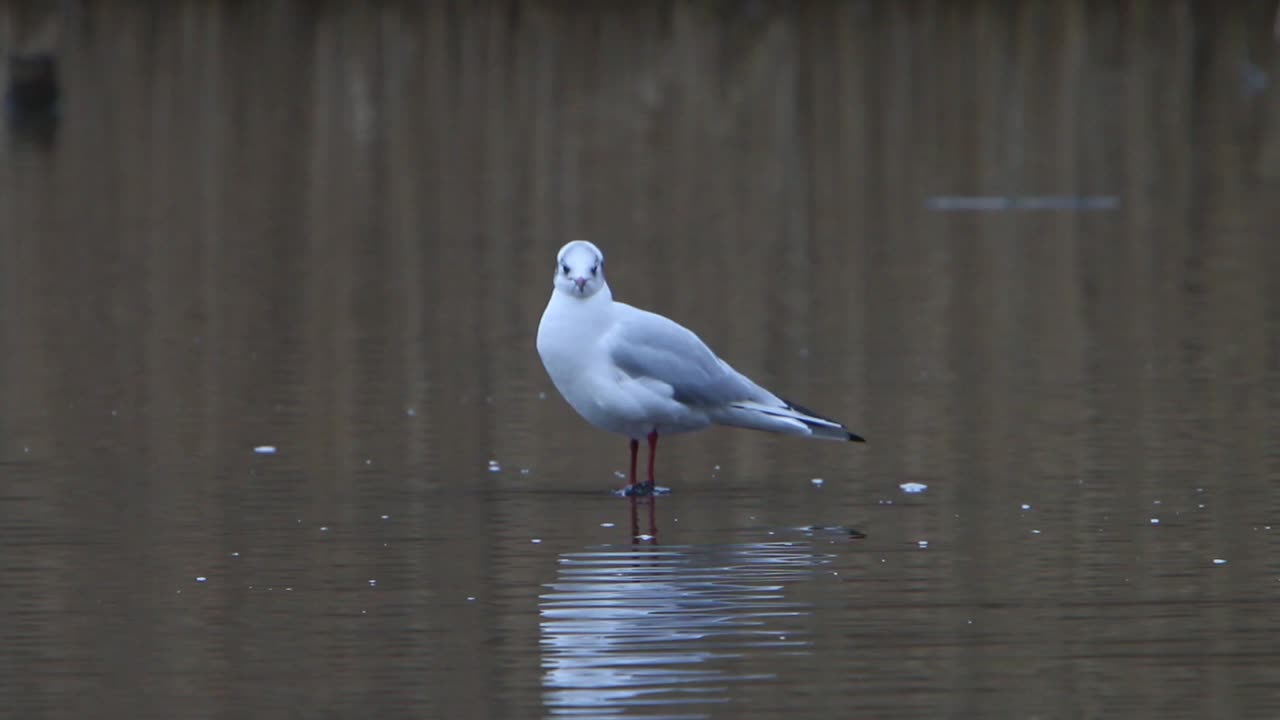 A Black-Headed Gull, Chroicocephalus ridibundus, preening in the shallow water of a lake