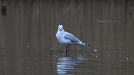 Eine-Lachmöwe,-Chroicocephalus-Ridibundus,-Putzt-Sich-Im-Seichten-Wasser-Eines-Sees