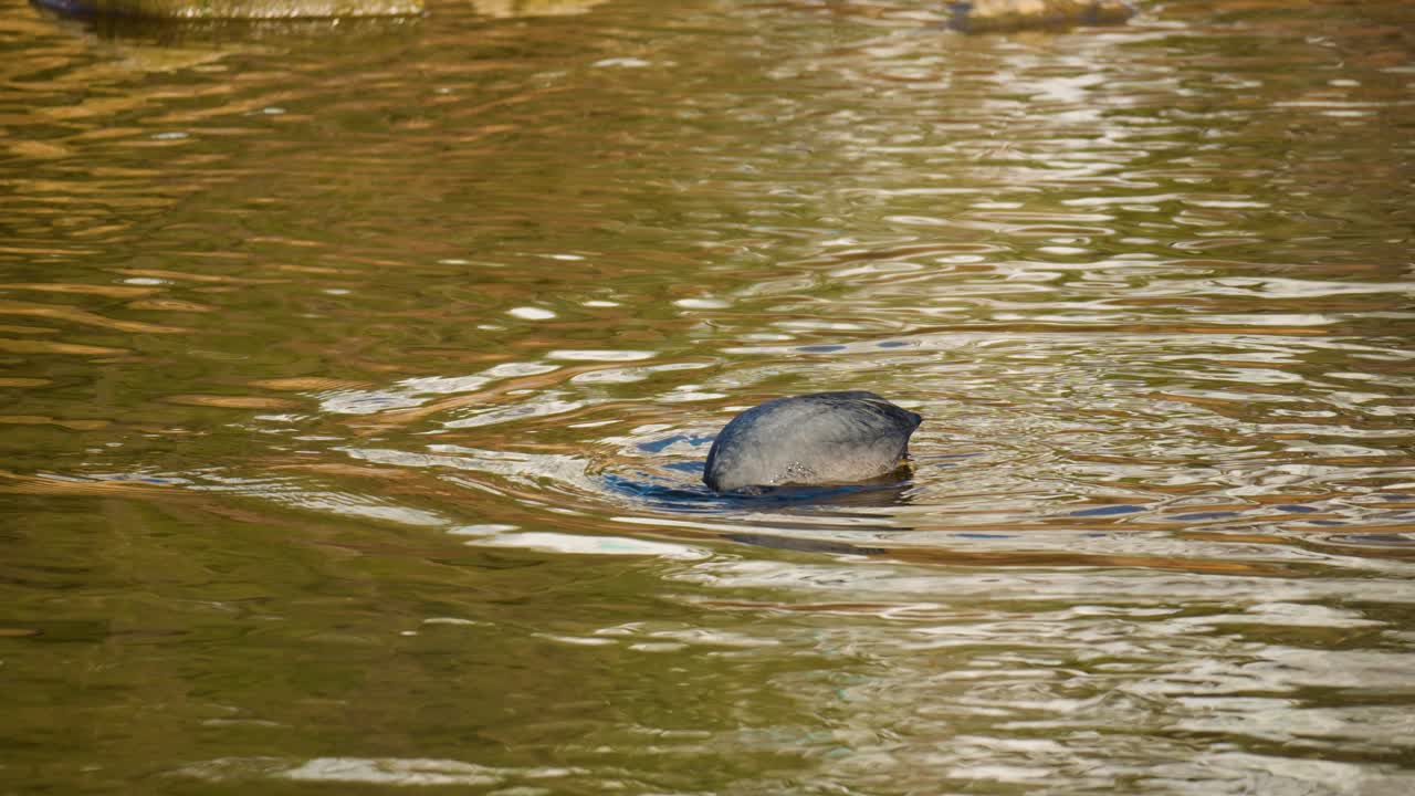 focha euroasiática se sumerge bajo el agua en busca de algas u hojas de hierba flotante y come al atardecer - seguimiento de primer plano