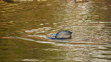 eurasian coot dive under water foraging algae or driftweed leaves and eat at sunset - close-up tracking