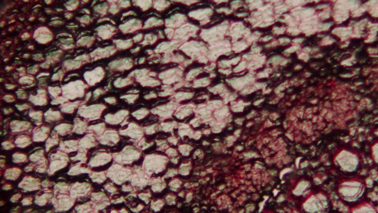 Abstract Microscopic View of Organic Cells and Tissue