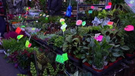 outdoor plant market stall with a variety of potted greens and flowers. columbia rd, london