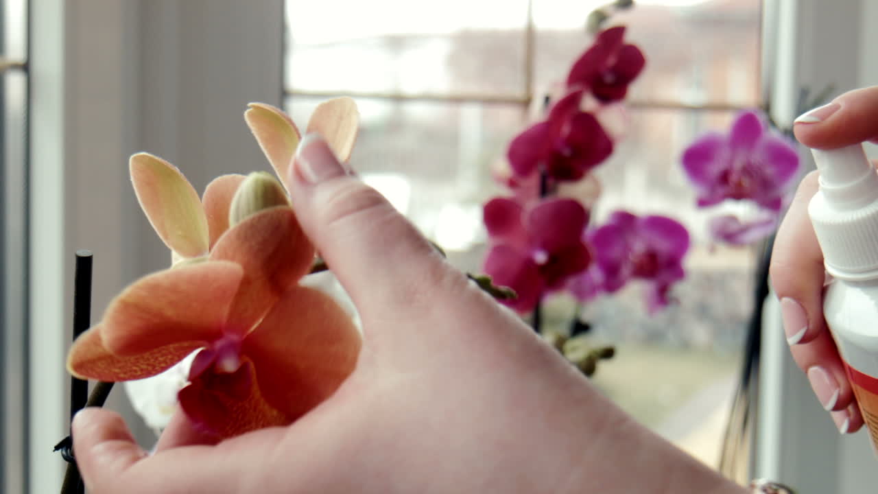 Female Sprays Fertilize Orchids At a Window (Stock Footage)