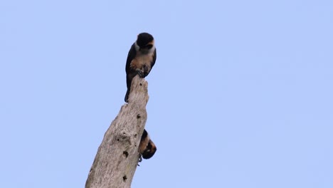 the black-thighed falconet is one of the smallest birds of prey found in the forests in some countries in asia