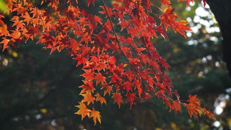 Japanese red maple tree - Acer palmatum - branch with vibrant orange color foliage in Autumn Forest in Japan
