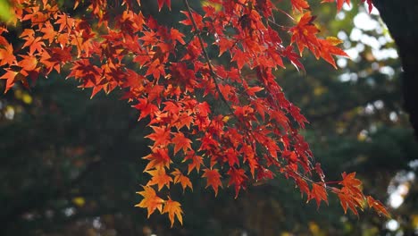 japanese red maple tree - acer palmatum - branch with vibrant orange color foliage in autumn forest in japan