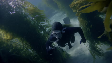 scuba diver exploring a vibrant kelp forest underwater