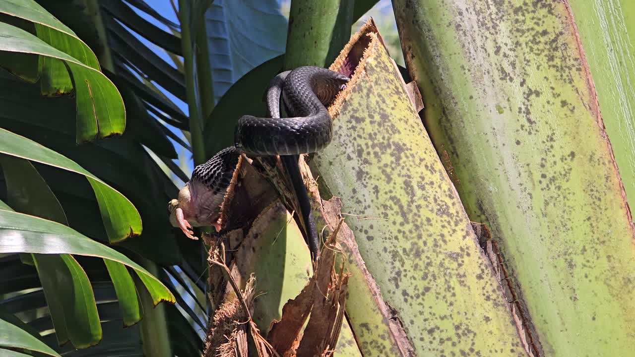 Snake tightly wraps around a thick palm tree trunk gripping a frog in its jaws, set against broad green leaves and blue sky in dense tropical vegetation.