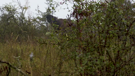 European-bison-bonasus-biting-off-leaves-from-a-bush,foggy,Czechia