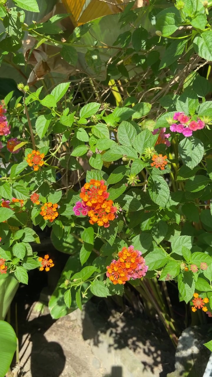 Vibrantes flores de lantana floreciendo en un jardín soleado